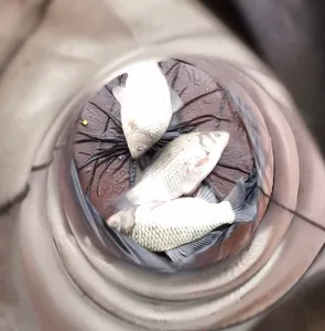 송전지 제일좌대 조황입니다.