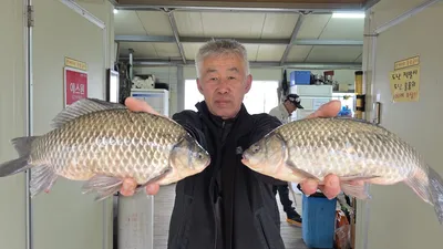 고삼저수지 주말 마리수 조황입니다.