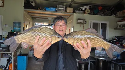 고삼지 시즌 시작되었습니다.