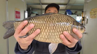 고삼지 호조황에 사짜붕어 !!!