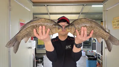 고삼지 사짜 붕어 조황 입니다.