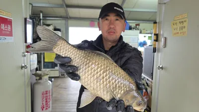 고삼지 연일 사짜조황 이어집니다