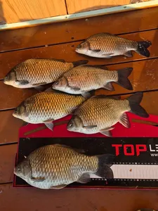 송전지 제일좌대 조황입니다.