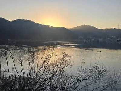 남한강 대물붕어 대량방류