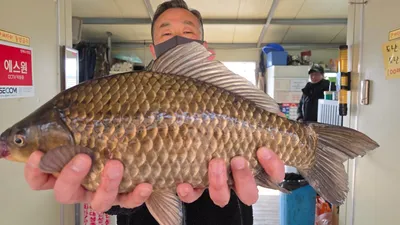 양촌좌대 사짜조황 !!