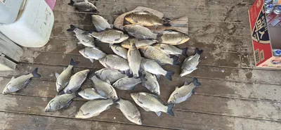 꽝없는 고삼지 양촌좌대 조황!!