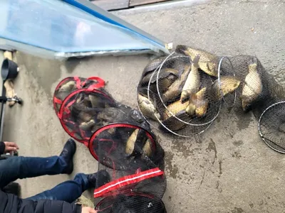 반제지 목요일조황정보입니다 