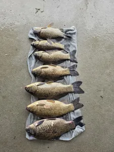 겨우내  대량방류 