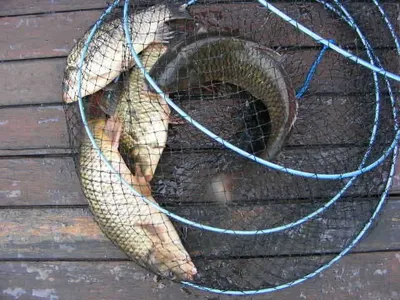 ★좌대마다붕어얼굴~★