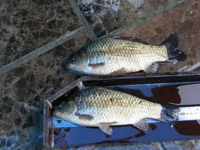 자갈섬좌대 ★ 월척두수입니다