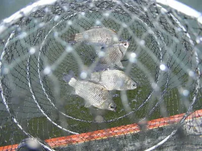 ★자갈섬낚시터★