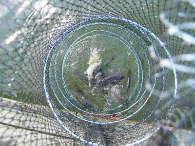 비오는 휴일 자갈섬조황입니다