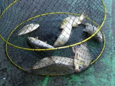 ★★★★★춘천의암호자갈섬낚시터★★★★★