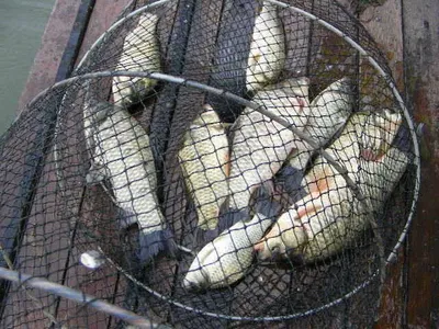 32센치월척 ~!! 자갈섬낚시터