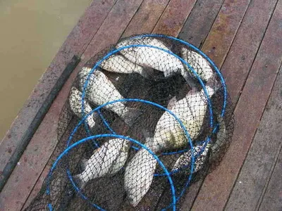 ★춘천의암호자갈섬낚시터★