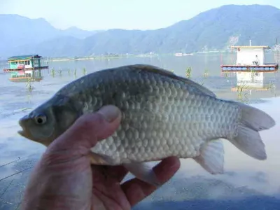 자갈섬낚시터조황