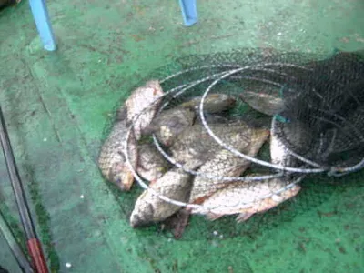 ★★★★★춘천의암호자갈섬낚시터★★★★★