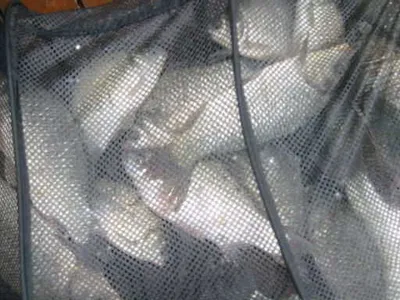 자갈섬낚시터 조황