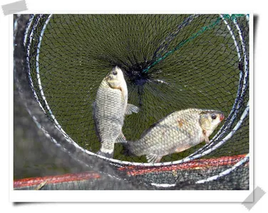 자갈섬 월척30센치입니다