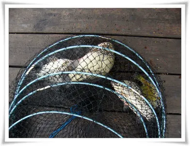 자갈섬낚시터조황