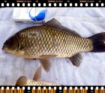 자갈섬낚시터조황