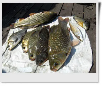 자갈섬월척33센치