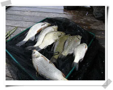 자갈섬 월척..이어집니다