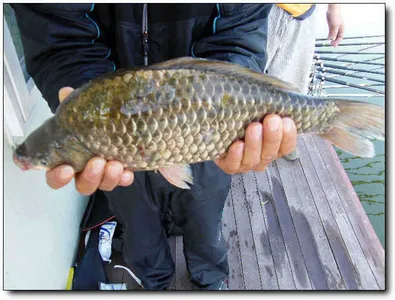 자갈섬혹부리붕어