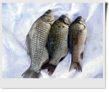 자갈섬낚시터조황