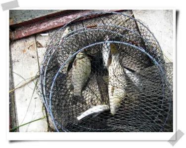 이어지는조황입니다