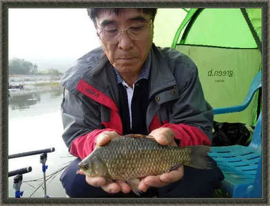 자갈섬조황이어집니다