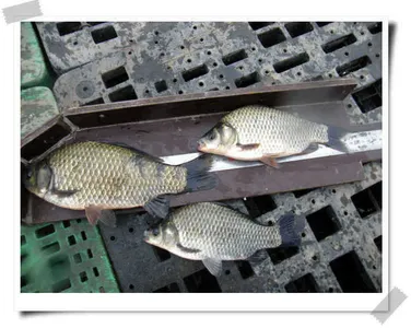 자갈섬마릿수조황이어집니다