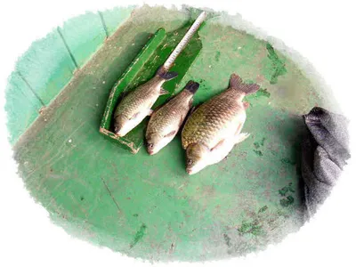 자갈섬이어지는혹부리~