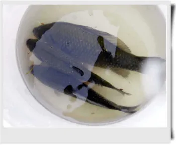 자갈섬낚시터조황