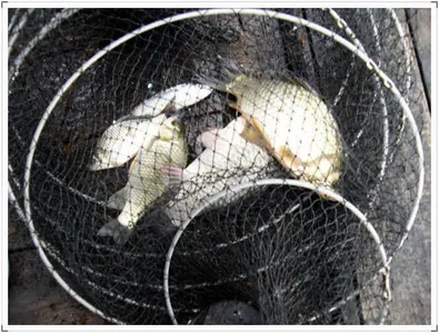 자갈섬월척32센치입니다