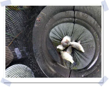 자갈섬휴일조황입니다