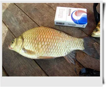 자갈섬황금색붕어~