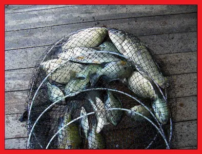 ★자갈섬조황★