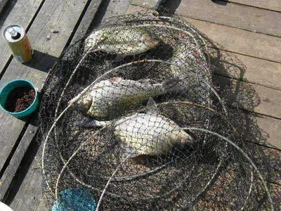 자갈섬조황입니다