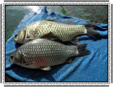 자갈섬월척입니다