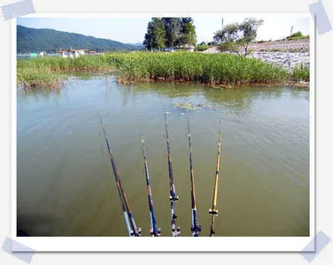 자갈섬조황입니다