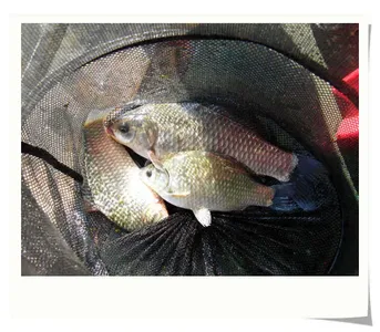 자갈섬월척붕어~★