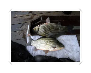 토종월척35센치