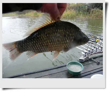 자갈섬조황입니다