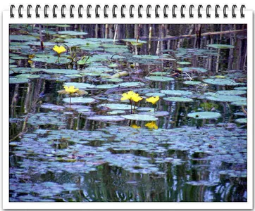 의암호 자갈섬낚시터