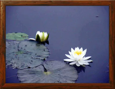 춘천의암호자갈섬낚시터