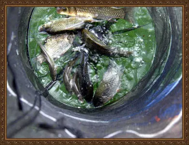 자갈섬낚시터조황