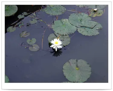 춘천의암호자갈섬낚시터