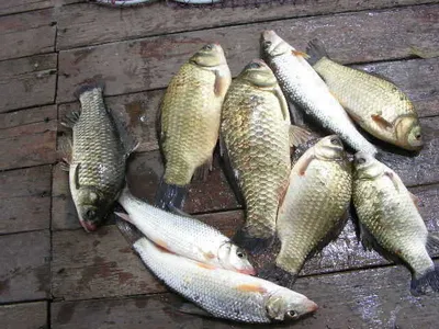 ☞   춘천의암호자갈섬낚시터  ~  ★