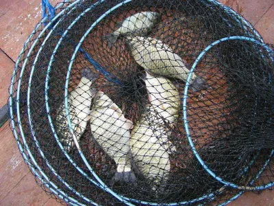 자갈섬이어지는 조황입니다